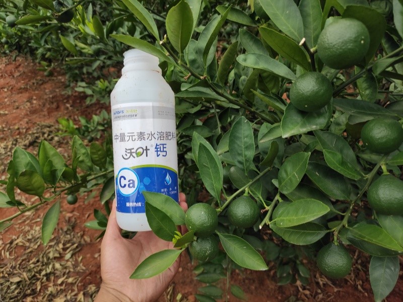 柑橘施肥-柑橘用沃葉水溶肥效果.jpg