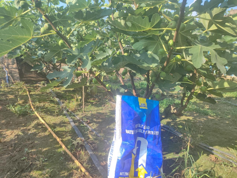 水溶肥—無花果用沃葉水溶肥效果.png