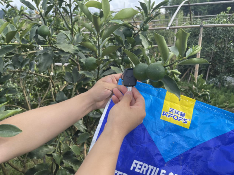 水溶肥—金桔用沃葉水溶肥效果.png