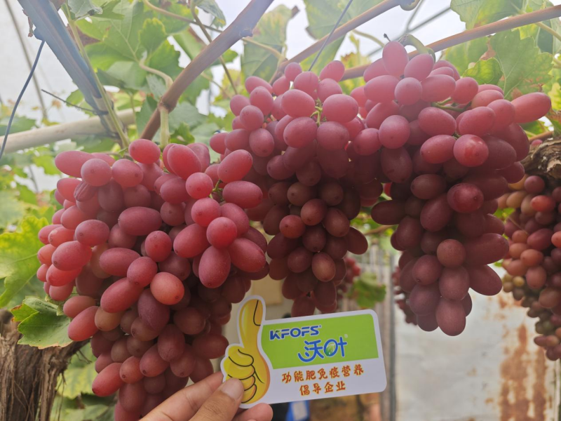 葡萄采收后施什么肥好