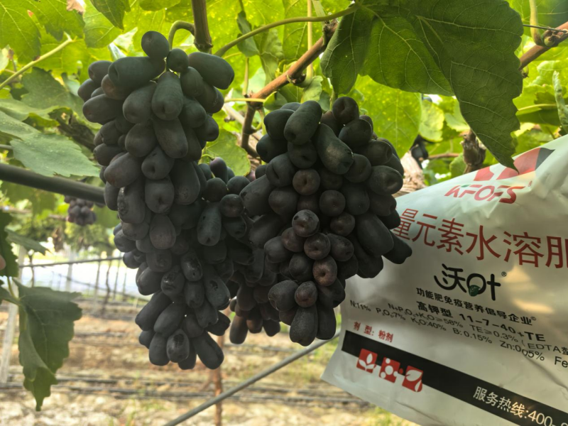 葡萄采收后施什么肥好 —紅提用沃葉水溶肥效果.png