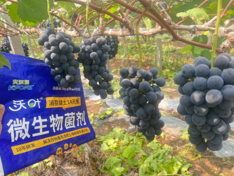 果樹秋施肥是金，科學(xué)施用底肥，解決土壤根系頑疾