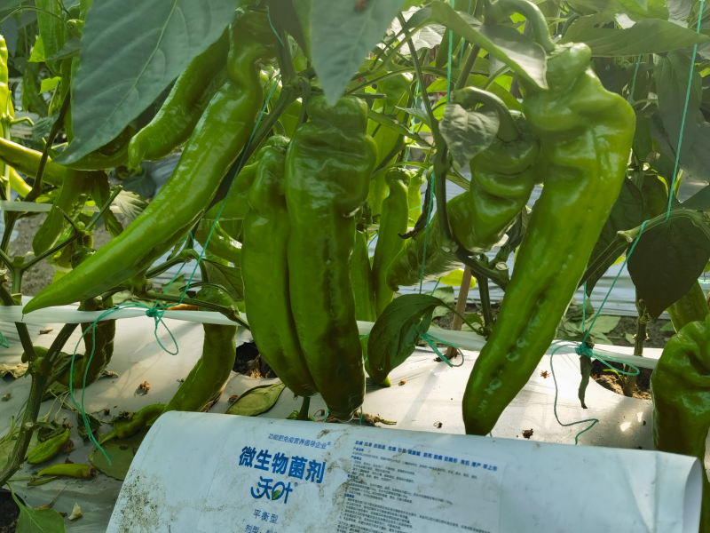 種辣椒用什么肥料比較好