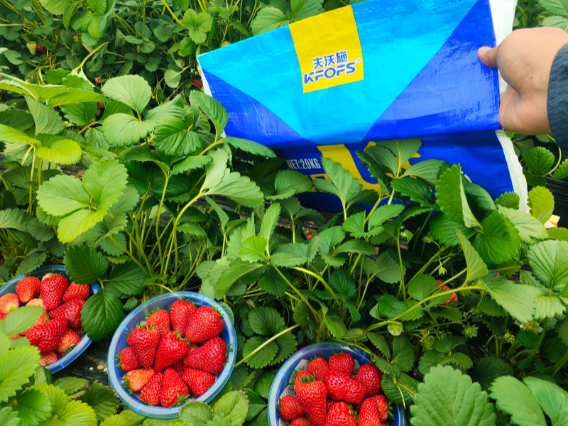草莓施肥用什么肥料好-草莓用沃葉水溶肥效果1.png
