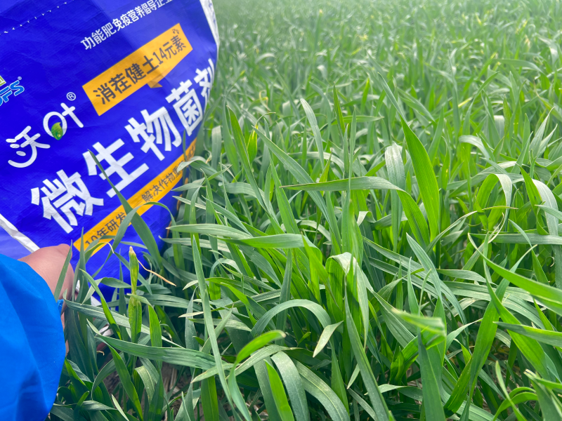 小麥如何防凍修復(fù)凍害