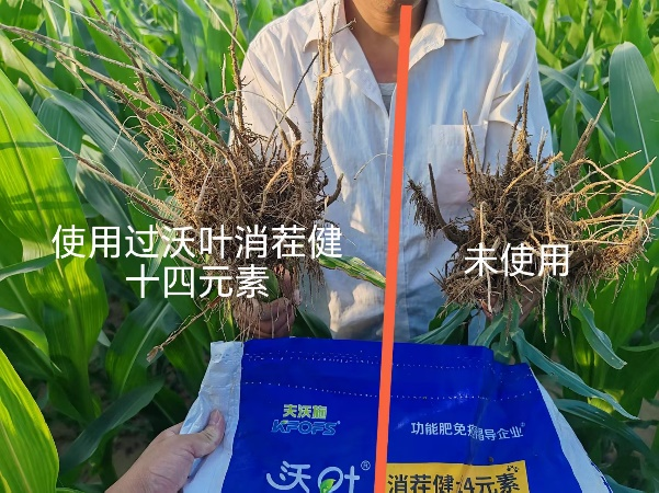 微生物菌劑怎么使用-玉米用沃葉消茬健土14元素對(duì)比效果1.png