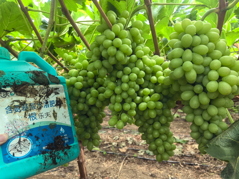 葡萄的種植方法和技術(shù)