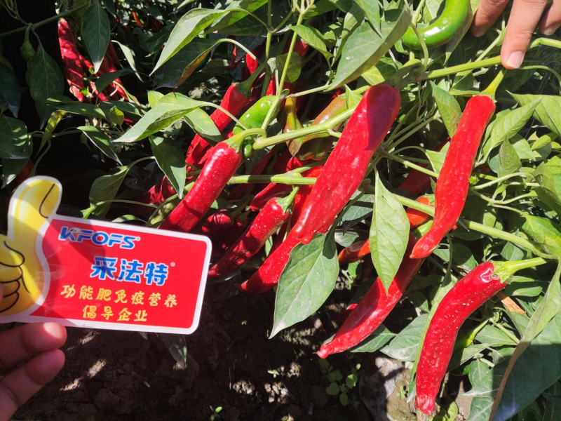 生根劑的使用方法