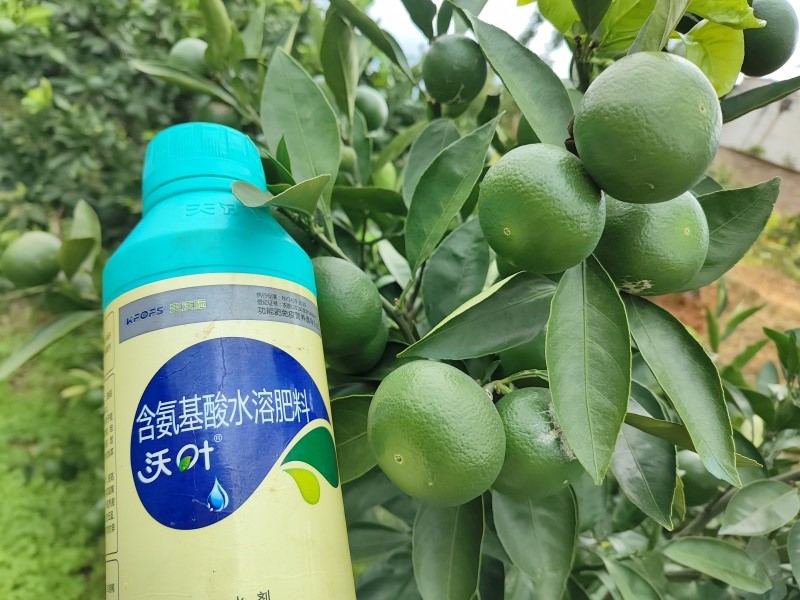 氨基酸肥料的功效與作用-柑橘用沃葉水溶肥效果.jpg