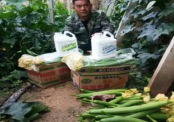 蔬菜施肥全優(yōu)營(yíng)養(yǎng)方案-采法特篇