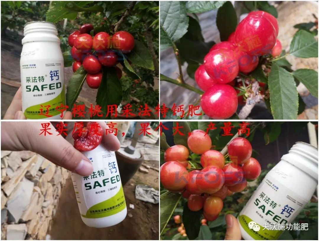 噴施葉面肥什么時(shí)間好-采法特櫻桃.jpg